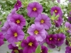 Selecta - First Class: Calibrachoa  '' Dark Violet