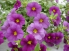 Selecta - First Class: MiniFamous Calibrachoa Dark Violet