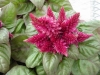 Gilroy Young Plants: Celosia  '' Purple Red