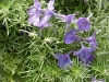 Gilroy Young Plants: Delphinium  '' Blue Mirror