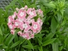 Gilroy Young Plants: Dianthus barbatus F1 'Salmon with White Eye' 