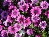 Gilroy Young Plants: Digitalis carillion '' Osteospermum