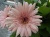 Gilroy Young Plants: Revolution Gerbera Pastel Pink Shades/Dark Center