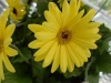Gilroy Young Plants: Revolution Gerbera Yellow/Dark Center