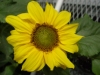 Gilroy Young Plants: Helianthus annus 'Salina' 