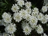 Gilroy Young Plants: Iberis  'Snowflake' 