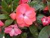 Selecta - First Class: New Guinea Impatiens  '' Cerise Frost