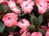 Selecta - First Class: New Guinea Impatiens  '' Coral Frost