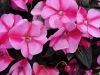 Selecta - First Class: New Guinea Impatiens  '' Lavender Flame