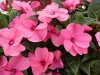 Selecta - First Class: New Guinea Impatiens  '' Rose