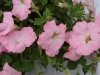 Selecta - First Class: Famous Petunia Apricot Pink