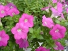 Jackson & Perkins Inc.: Petunia  '' Bright Pink