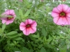 Jackson & Perkins Inc.: Petunia  '' Cosmos Pink