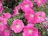 Selecta - First Class: Famous Petunia Pink Improved