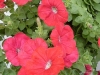 Selecta - First Class: Petunia  '' Red