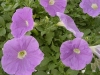 Jackson & Perkins Inc.: Petunia  '' Sky Blue