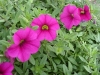 Jackson & Perkins Inc.: Petunia Trailing Red Purple