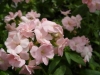 Gilroy Young Plants: Phlox  '' Peach