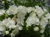 Gilroy Young Plants: Phlox  '' White