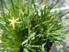Gilroy Young Plants: Sisyrinchum  'Yellow Stone' 