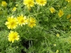Gilroy Young Plants: Thymophylla  'Golden Dawn' 