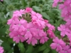 Jackson & Perkins Inc.: Tapien Verbena Bright Coral