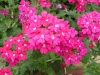 Jackson & Perkins Inc.: Verbena  '' Rose