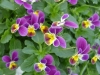 Gilroy Young Plants: Viola F1  '' Purple Yellow