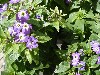 Gilroy Young Plants: Browallia  '' Saphire    