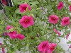 Selecta - First Class: MiniFamous Calibrachoa Cherry   