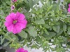 Selecta - First Class: Calibrachoa  '' Rose Pink  