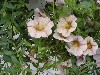 Selecta - First Class: Calibrachoa  '' White with Pink Star