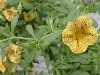 Selecta - First Class: Calibrachoa  '' Yellow   