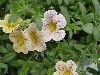 Selecta - First Class: MiniFamous Calibrachoa Yellow with Lilac Star