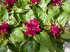 Gilroy Young Plants: Kosmo Celosia Purple Red   
