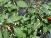 Gilroy Young Plants: Cuphea ignea  'Matchless  ' 