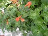 Gilroy Young Plants: Delphinium  'Redcap    ' 
