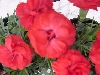 Selecta - First Class: Dianthus caryophyllus  '' Discovery