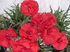 Selecta - First Class: Dianthus caryophyllus  '' Michelangelo