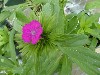 Gilroy Young Plants: Dianthus barbatus F1  'Noverna Purple' 