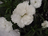 Selecta - First Class: Dianthus caryophyllus  '' Dinah