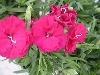 Selecta - First Class: Dianthus caryophyllus  '' Dimple