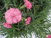 Selecta - First Class: Dianthus caryophyllus  '' DaVinci