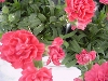 Selecta - First Class: Dianthus caryophyllus  '' Light Red