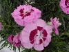 Selecta - First Class: Dianthus caryophyllus  '' Lavender Rose