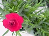 Selecta - First Class: Dianthus caryophyllus  '' Romeo