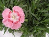 Selecta - First Class: Dianthus caryophyllus  '' Salmon Pink