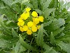 Gilroy Young Plants: Erysimum  'Gold Shot   ' 