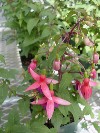 Gilroy Young Plants: Fuschia F1  '' Rose & Blue