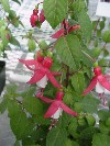 Gilroy Young Plants: Fuschia F1  '' Red & White